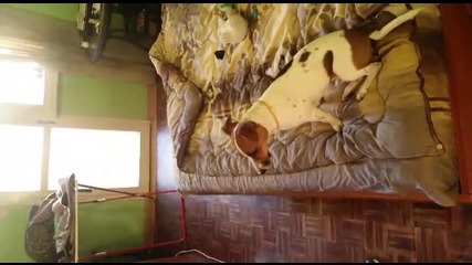 Ессс са му любимци