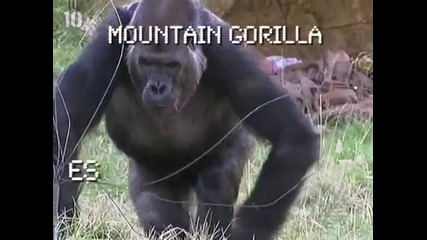 Top 10 Endangered Animals