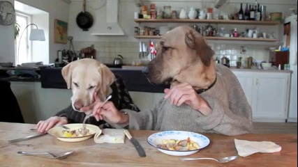 Две кучета се хранят Смях