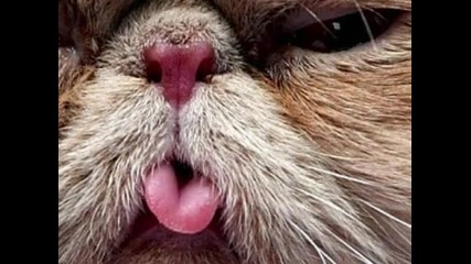 Забавни животни ! :)