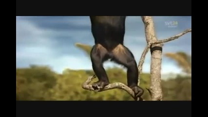 Animals Playing Soccer (world Cup South Africa 2010) 