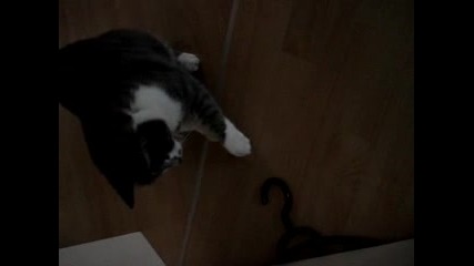 Котка Се Плаши От Закачалка