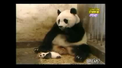 Панда И Малка Панда
