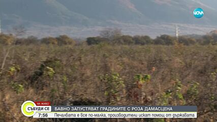 Градината с роза „Дамасцена” бавно запустява (ВИДЕО)