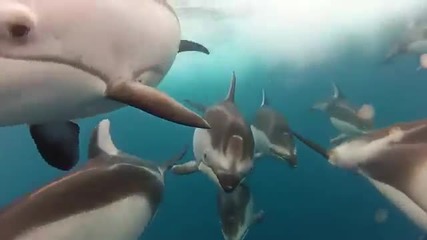 Делфини под водата ..
