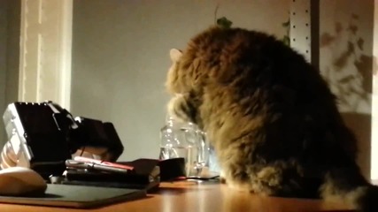 Котка пие вода по доста необичаен начин
