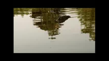 Mega Shark vs Crocosaurus 