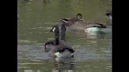 National Geographic - Canada Goose