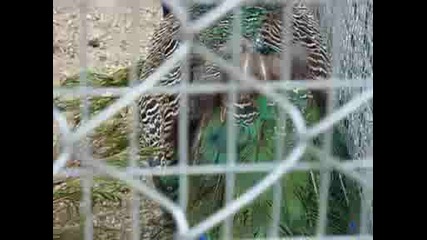Zoo Пазарджик Остров Свобода 4