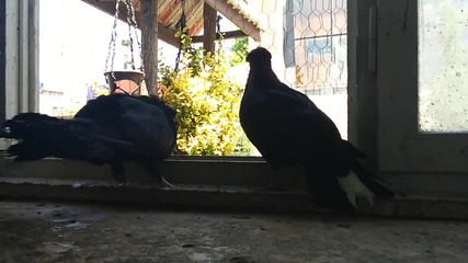 паламарски гълаби
