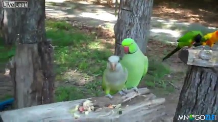 Нахален папагал си проси целувки