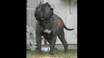 Thebullyhouse.com Huge Bully Pitbull.