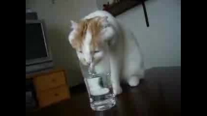 Коте Пие Вода От Чаша