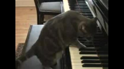 !!! Котка Свири На Пиано 