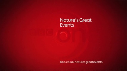 Леопард Срещу Таралеж - Bbc One 
