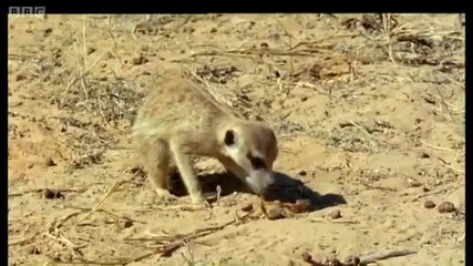 Kalahari desert Meerkats - Wild Africa - Bbc 