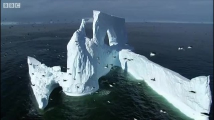 Пингвини - Bbc