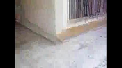 Брус лий 