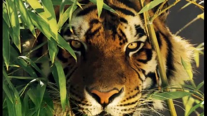Is beautiful - music Enya - Storms in Africa