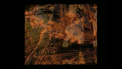 The Shangs - Livin`,  Lovin`,  Life