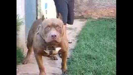 pit bull