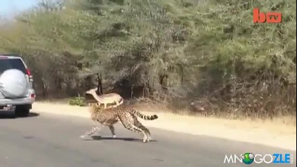 Бягство от хищника