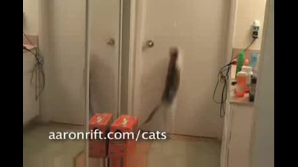 Cats vs. Laser Pointer