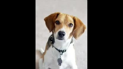 Fun Dog