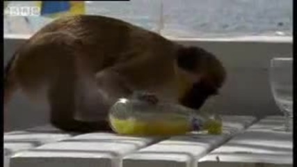 Alcoholic Monkeys 
