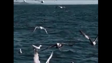 Ernesto Cortazar - Free As A Seagull