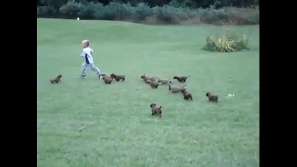 Смешни малки кученца и дете