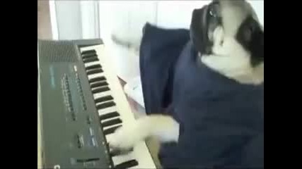 Куче музикант