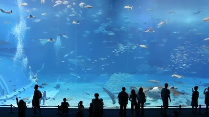 Един от наи красивите аквариуми в света 