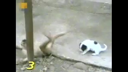 Маймуна се смее на куче след като му вижда оная работа хах :) 