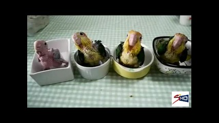 А вие открихте ли разликата?