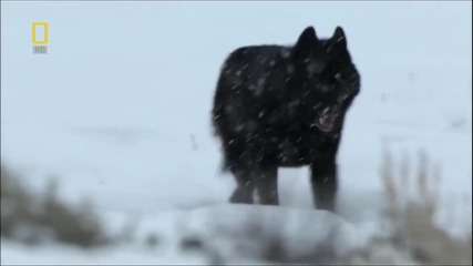 Moonspell - Wolves From The Fog