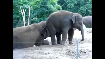 Слонче играе с майка си