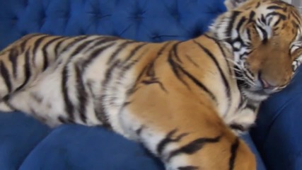 Enzo the tiger sleeping.