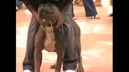 H4h Bully Show