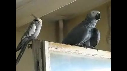Cваляне между два папагала