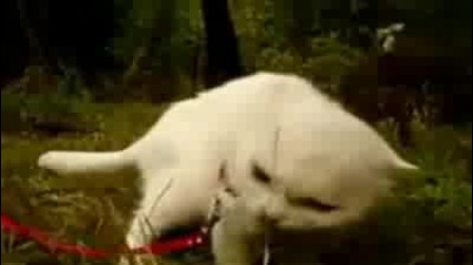 Страшно коте !!!