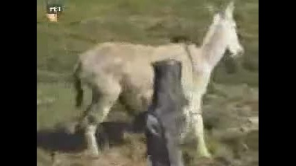 Venci palavoto magare :d