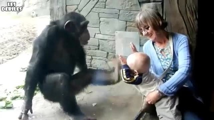 Маймуна срещу бебе ( смях )