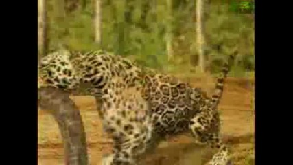Anaconda vs. Jaguar