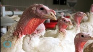 U.S. Bird Flu Virus Seen Under Control Within Four Months