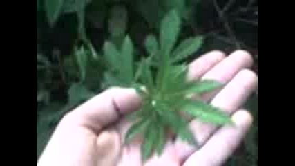 Mov00002.3gp