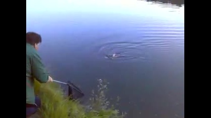 Риболов на Шаран