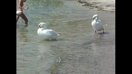 Два лебеда на плажа в Каварна