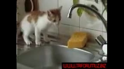 Смешни котета 