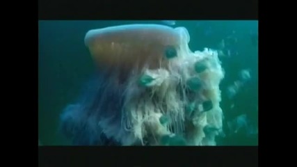 Super Animals - Super Jellyfish